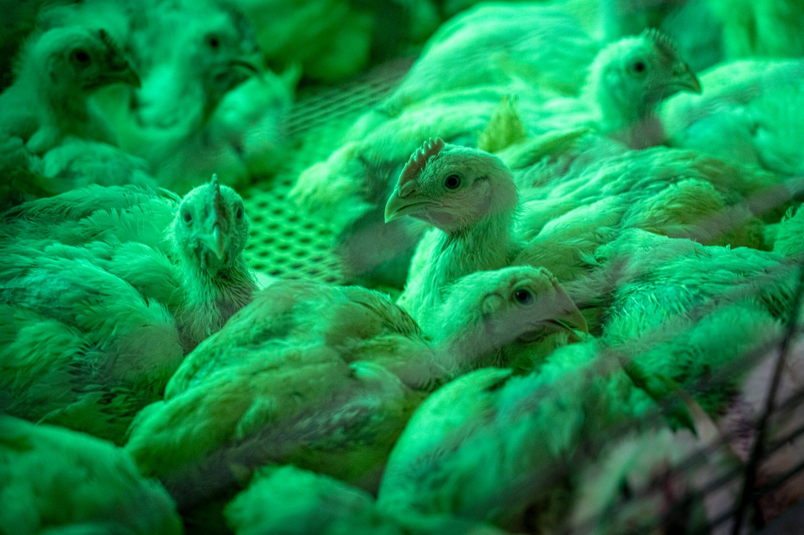 Engineered poultry farm system perspective
